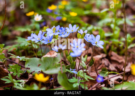 Groupe de floraison croissance Hepatica perce-neige fleurs bleues avec Anemone Nemorosa et Ranunculoides ou bois jaune fleurs sur l'arrière-plan au début de sp Banque D'Images