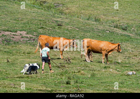 Éleveur / vacher / bouvier avec deux border collie Berger des troupeaux de bovins Limousin en pâturage dans les Pyrénées françaises, France Banque D'Images