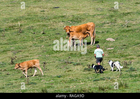 Éleveur / vacher / bouvier avec deux border collie Berger des troupeaux de bovins Limousin en pâturage dans les Pyrénées françaises, France Banque D'Images