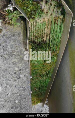 Col d'anguilles avec des touffes de poils en nylon afin de permettre aux jeunes l'anguille européenne (Anguilla anguilla) ou civelle civelles pour migrer vers le haut du côté d'un déversoir, Somerset Banque D'Images