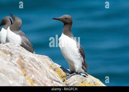 Guillemot sur le haut d'une falaise Banque D'Images