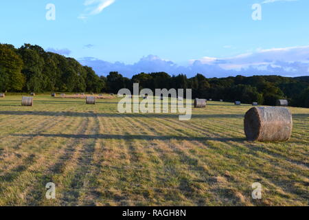 Balles de foin rondes projettent de grandes ombres dans un champ par Charles Darwin's house en Downe, Kent, fin septembre, sous un ciel bleu avec des nuages apparaissant bleu Banque D'Images