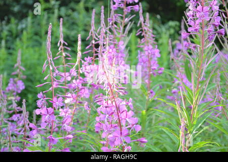 Rosebay willowherb pousse en profusion dans les clairières dans les North Downs, ici à One Tree Hill, Sevenoaks, Kent, sur la crête de sable vert. Juillet Banque D'Images