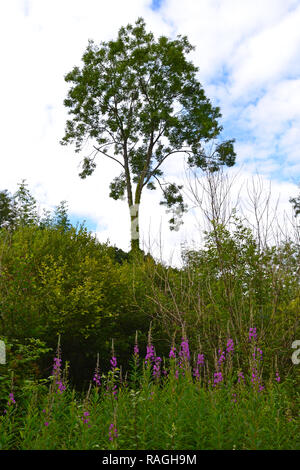 Sur un frêne colline derrière rosebay willowherb fleurs dans une vallée secrète près de Ightham Mote maison médiévale et le jardin. Sur le chemin de randonnée populaires Banque D'Images