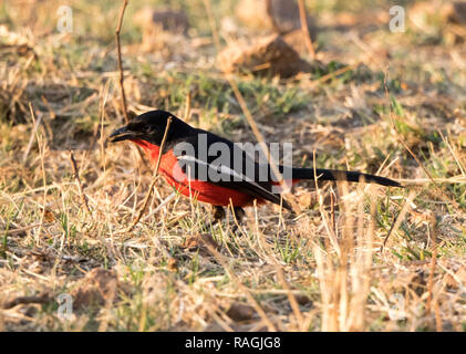 Crimson-breasted Shrike (Laniarius atrococcineus) Banque D'Images