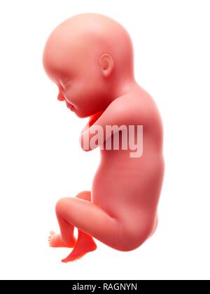 Illustration d'un foetus humain, semaine 30. Banque D'Images