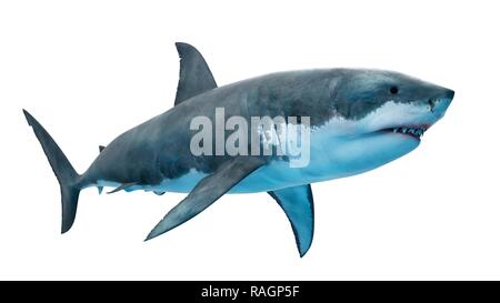 Illustration d'un grand requin blanc. Banque D'Images