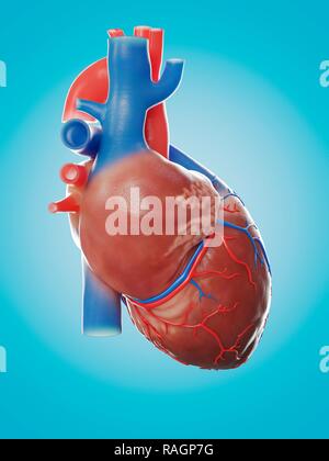 Illustration du coeur humain d'anatomie. Banque D'Images