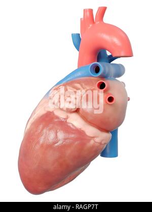 Illustration du coeur humain d'anatomie. Banque D'Images