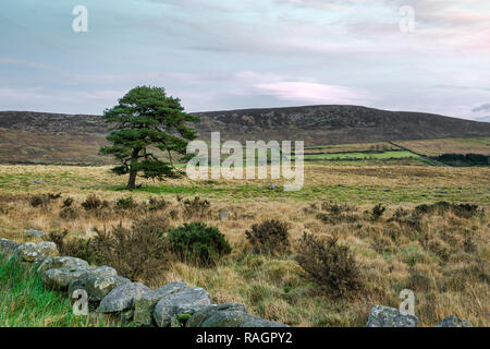 Il s'agit d'une photo d'un pin dans la Mourne Mountains at sunset Banque D'Images