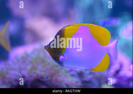 Papillons pyramide jaune (hemitaurichthys polylepis) dans un aquarium Banque D'Images