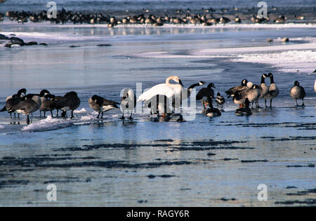 Swan, d'oies et de canards sur la rivière Bow, à Calgary Banque D'Images