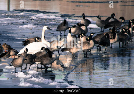 Swan, d'oies et de canards sur la rivière Bow, à Calgary Banque D'Images