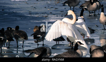 Swan, d'oies et de canards sur la rivière Bow, à Calgary Banque D'Images