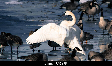 Swan, d'oies et de canards sur la rivière Bow, à Calgary Banque D'Images