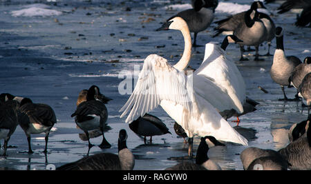 Swan, d'oies et de canards sur la rivière Bow, à Calgary Banque D'Images