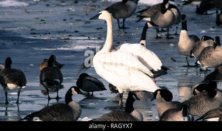 Swan, d'oies et de canards sur la rivière Bow, à Calgary Banque D'Images