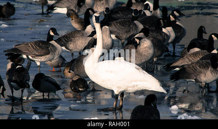 Swan, d'oies et de canards sur la rivière Bow, à Calgary Banque D'Images