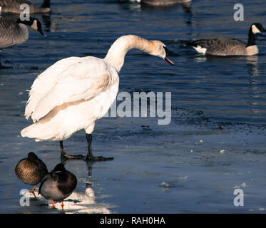 Swan, d'oies et de canards sur la rivière Bow, à Calgary Banque D'Images