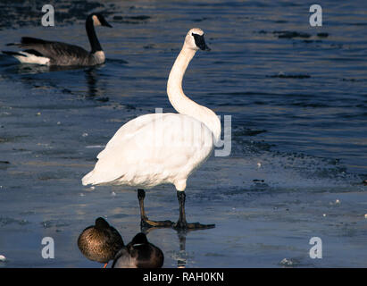 Swan, d'oies et de canards sur la rivière Bow, à Calgary Banque D'Images