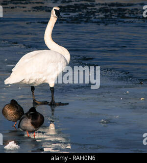 Swan, d'oies et de canards sur la rivière Bow, à Calgary Banque D'Images