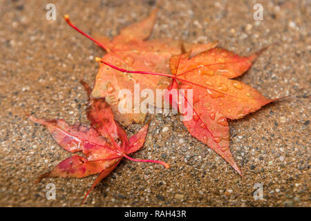 Feuilles d'érable japonais tombé contre le sol en béton jaune au cours d'un orage de fin d'automne. Banque D'Images