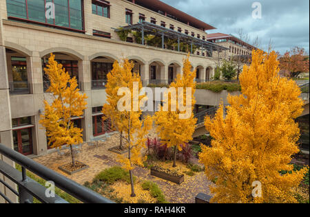 Les arbres de ginkgo (Ginkgo biloba) est dans ses feuillages d'automne à l'Université de Stanford à Palo Alto, Californie, États-Unis. Banque D'Images