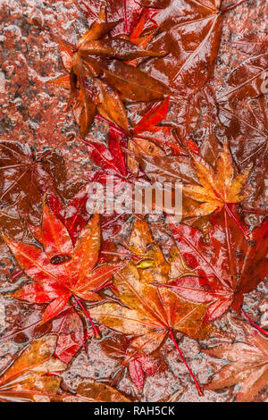 Feuilles d'érable japonais tombé contre le sol en béton rouge. lors d'un orage de fin d'automne. Banque D'Images