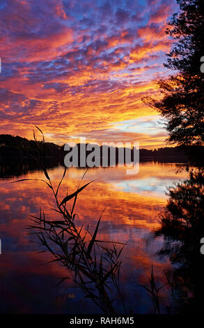 Reed manette en le coucher du soleil à la forêt du lac. Allemagne Banque D'Images