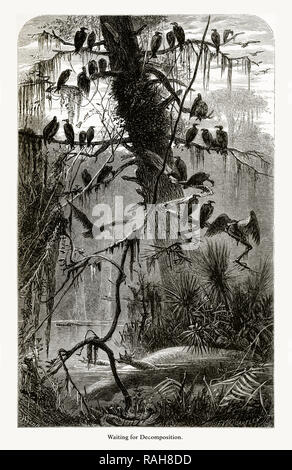 En attente de la décomposition, marais de Floride, Floride, Etats-Unis, American Victorian gravure, 1872 Banque D'Images