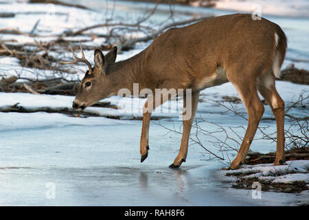Le cerf de Virginie (Odocoileus virginianus) buck de marcher à travers flux congelé Banque D'Images