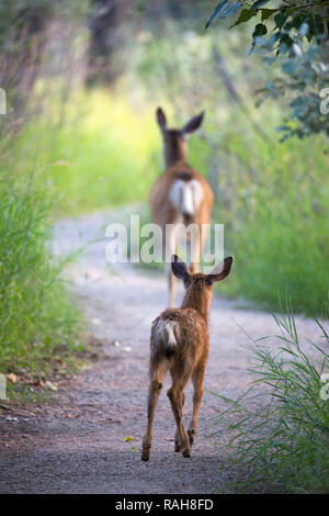 Le cerf mulet fraie après que la mère marche le long d'un sentier de sanctuaire de la faune (Odocoileus hemionus) Banque D'Images