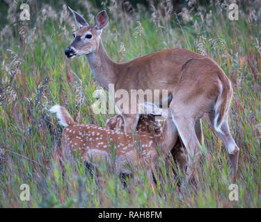 Chevreuil à queue blanche qui allaite des naines jumelles dans un pré (Odocoileus virginianus) Banque D'Images