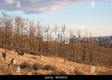 Le troupeau de cerfs de Virginie (Odocoileus virginianus) paître sur une pente herbeuse surplombant au loin les gratte-ciel du centre-ville de Calgary Banque D'Images