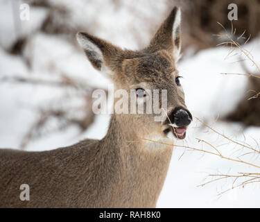 Jeune cerf de Virginie (Odocoileus virginianus) naviguez en direction de la sec en hiver Banque D'Images