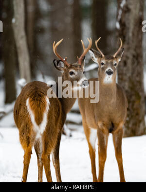 Alerte deux cerfs mâles debout dans la neige sur le bord de la nature sauvage de l'Adirondack Banque D'Images