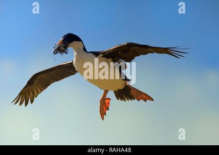 Imperial Shag, anciennement Blue-eyed ou Roi Cormorant (Phalacrocorax atriceps) voler avec le matériel du nid, l'Île Saunders Banque D'Images
