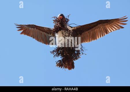 Imperial Shag, anciennement Blue-eyed ou Roi Cormorant (Phalacrocorax atriceps) voler avec le matériel du nid, l'Île Saunders Banque D'Images