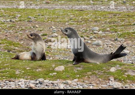 Deux jeunes otaries à fourrure antarctique (Arctocephalus gazella), Saint Andrews Bay, South Georgia Island Banque D'Images