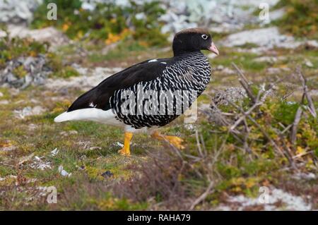 Varech femelle rousse (Chloephaga hybrida), Nouvelle Île, Îles Malouines, l'Amérique du Sud Banque D'Images