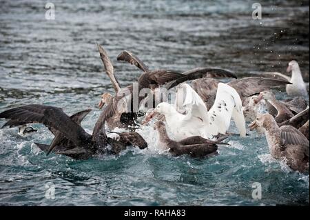 Pétrel géant (Macronectes giganteus) dans une frénésie d'alimentation, Cooper Bay, South Georgia Island Banque D'Images