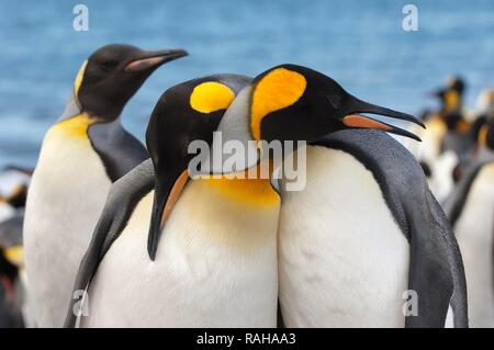 Couple de manchots royaux (Aptenodytes patagonicus), Saint Andrews Bay, South Georgia Island Banque D'Images