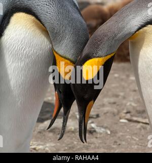 Couple de manchots royaux (Aptenodytes patagonicus), Saint Andrews Bay, South Georgia Island Banque D'Images