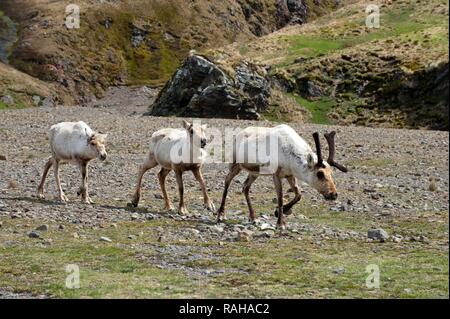 Le renne (Rangifer tarandus) marche, espèces introduites, Fortuna Bay, South Georgia Island Banque D'Images