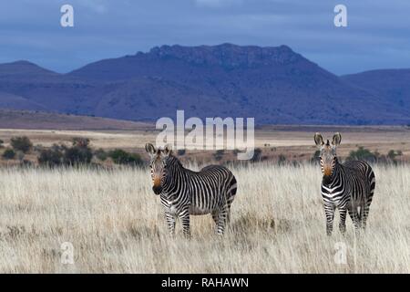 Des zèbres de montagne du cap (Equus zebra zebra), comité permanent des adultes, dans les prairies ouvertes, alerte, Mountain Zebra National Park, Eastern Cape Banque D'Images