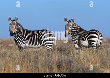 Des zèbres de montagne du cap (Equus zebra zebra), comité permanent des adultes, dans les prairies ouvertes, alerte, Mountain Zebra National Park, Eastern Cape Banque D'Images