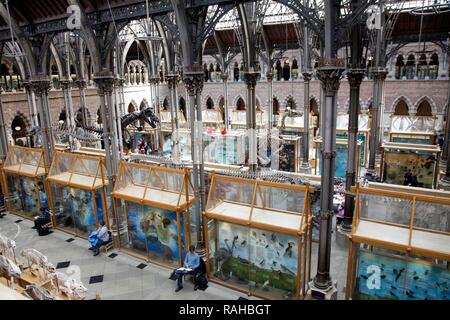 Oxford University Museum of Natural History, University of Oxford, Oxford, Oxfordshire, Angleterre, Royaume-Uni, Europe Banque D'Images