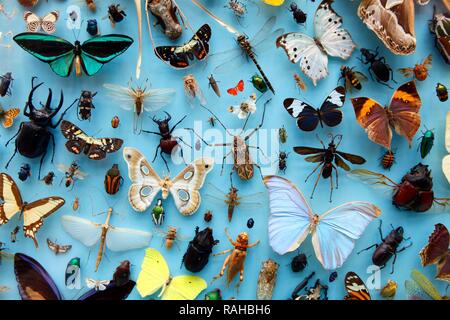 Collection d'insectes, papillons, les papillons et les coléoptères du monde entier, Oxford University Museum of Natural History Banque D'Images