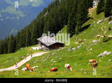 Cow pasture, Wildfeldalm alp chalet de montagne, sur le chemin de randonnée dans les montagnes Mangfall, chemin de randonnée à partir de Spitzingsee Banque D'Images