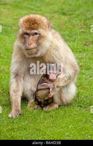 Macaque de Barbarie (Macaca sylvanus) avec les jeunes, parc Serengeti, Hodenhagen, Basse-Saxe Banque D'Images